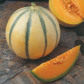 RAISE ME UP: Seeds Charentais Melon Cantaloupe Non GMO Heirloom