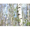 PAPCOOL White Birch Trẹẹ SẸẸDS - European White Birch Trẹẹ