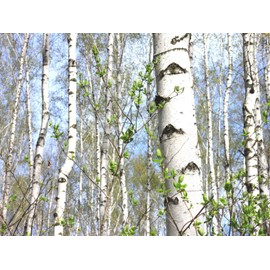 PAPCOOL White Birch Trẹẹ SẸẸDS - European White Birch Trẹẹ 25 SẸẸDS Betula Pendula Silver Or Weeping Birch for Gárdening
