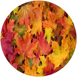 Round Fitted Tablecloths, Autumn Maple Leaves Elastic Edge Table Cover, Thanksgiving Day Stain Resistant Washable Table Clothes for Family Holiday BBQ Party Use, Fits Tables Up to 28" Diameter