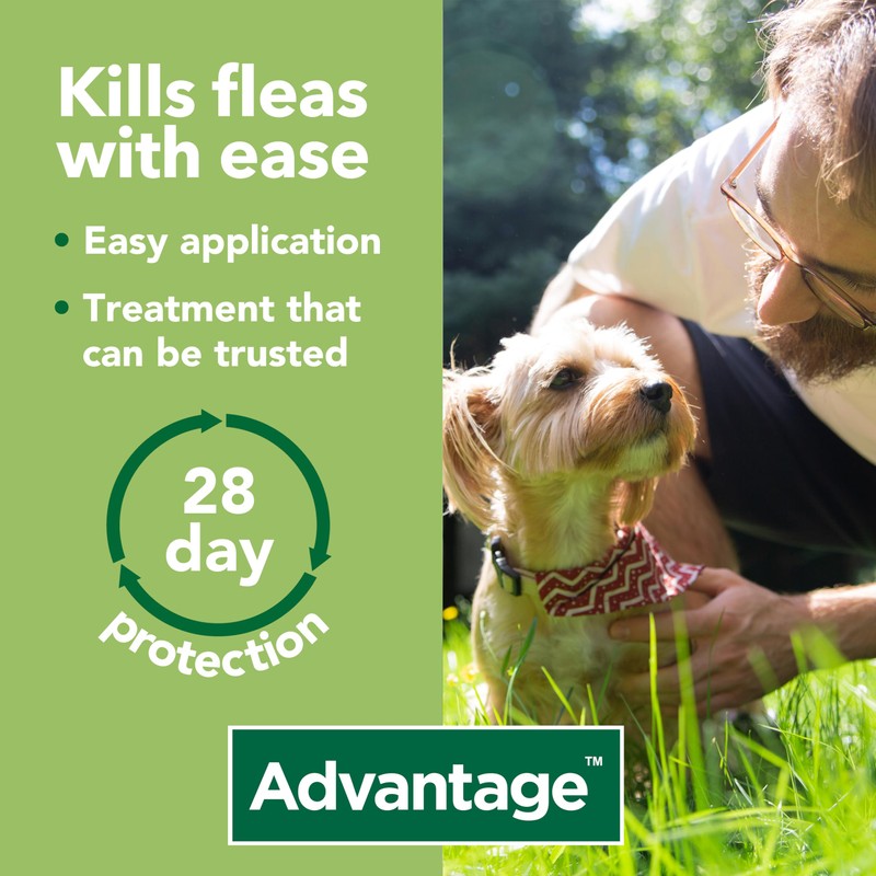 Advantage Advantage Spot On Flea Treatment 100 Medium Dogs 4-10kg,