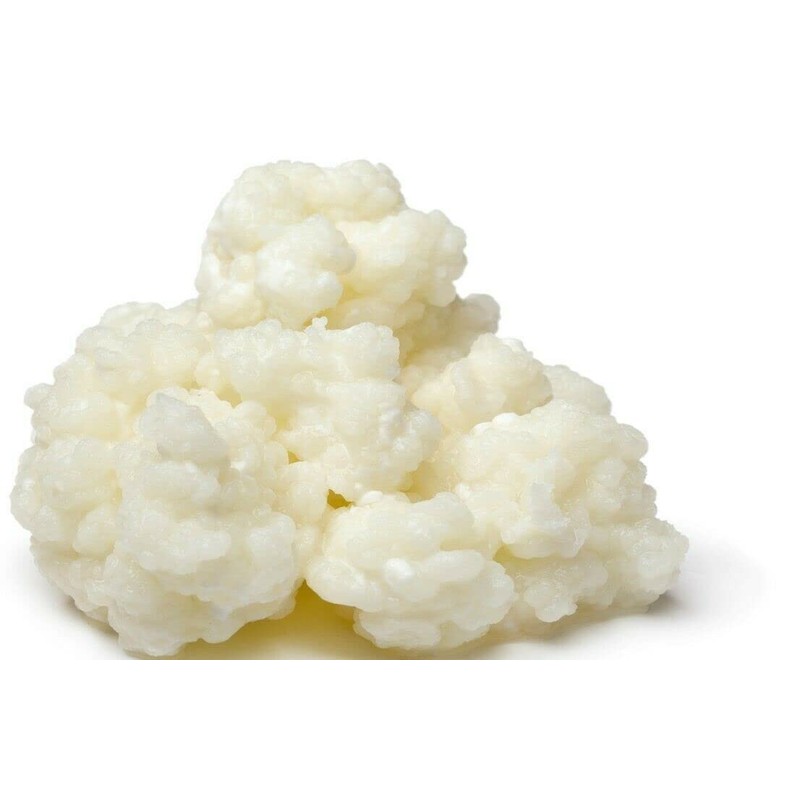 Milk Kefir Grains Live Scoby Bulgaros - Fresh Live Active