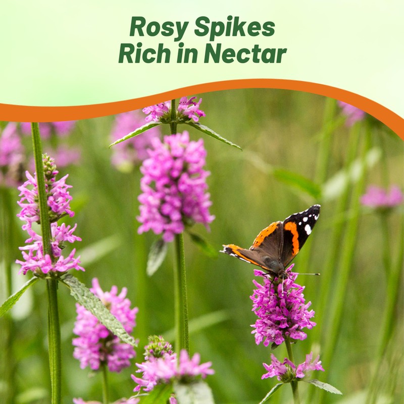 Outsidepride Stachys Betony Lamb's Ear Seeds - 500 Pcs Perennial