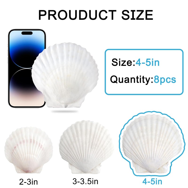 Scallop Shells White Natural Seashell 8 PCS for DIY Craft