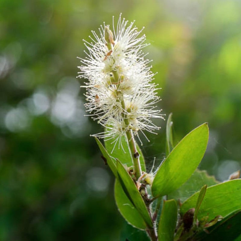 Niauri 30ml Incent Essential Oil Essential Oil