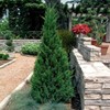 Blue Point Juniper | 20 Live Trees | Juniperus Chinensis