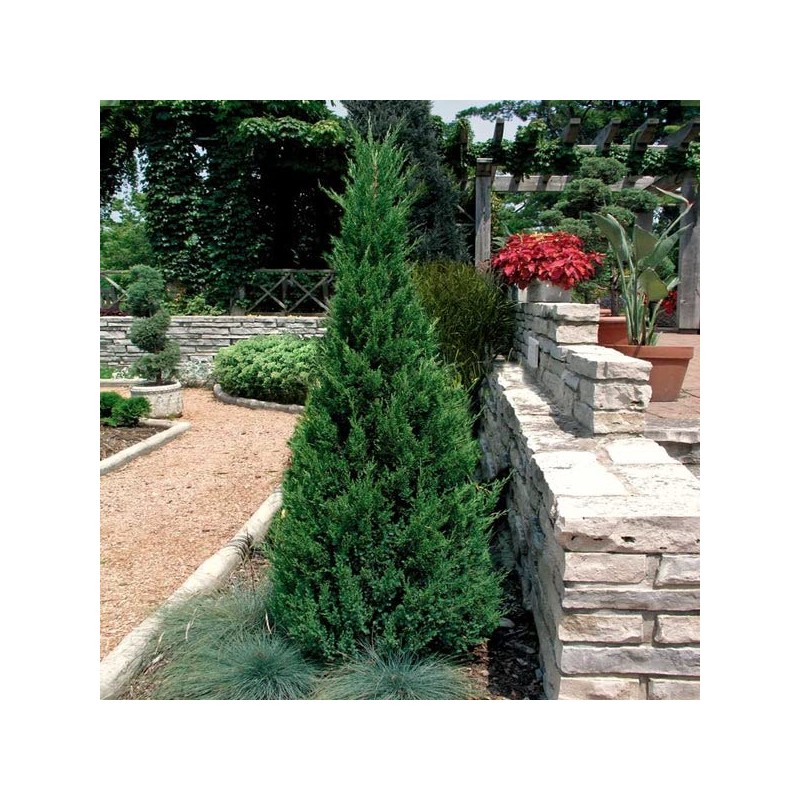 Blue Point Juniper | 20 Live Trees | Juniperus Chinensis