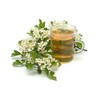 Hawthorn - Crataegus laevigata Loose Leaf & Flower C/S from