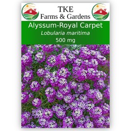 TKE Farms & Gardens - Alyssum, Royal Carpet, Seeds for Planting, 500 Mg, 1000 Heirloom Seeds, Non-GMO, Packet Includes Instructions for Growing, Lobularia maritima, Qty 1