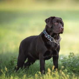 Stainless Steel Chain Martingale Collar for Dogs, No Pull Slip Choker Collar Training Escape Proof Heavy Duty Choke Dog Collar for Small Medium Large Dogs Boy Male Pet, Skull M