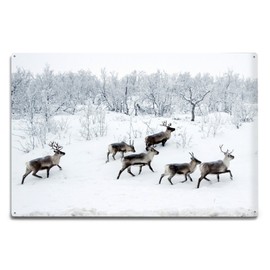 Lantern Press Reindeer in Snow (12x18 Aluminum Wall Sign, Wall Decor Ready to Hang)