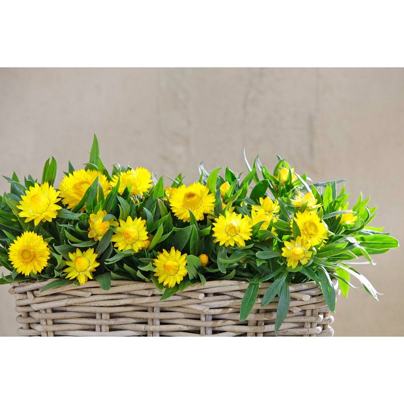 Dehner Rattan Planter, Approx. 30 x 15 x 15 cm,