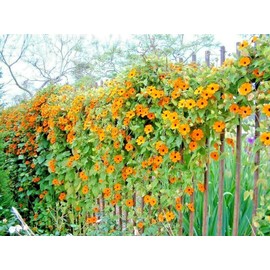 Little Seed Store 50+BLACK EYED SUSAN VINE Flower Seeds Flowering Vine Garden Patio Container Easy