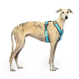Reflective Anti-Pull Harness in "Y" Shape: Ideal for Lebreles: Italian Greyhound, Whippet, Greyhound, Podenco - Safe, Breathable & Durable - Perfect for Walking, Training and Running - SKY, L