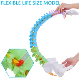 Life Size Spine Model - 34.6'' Flexible Human Spinal Anatomical Model with Nerves, Arteries, Lumbar Column and Male Pelvis, Colorful Anatomy Spine Model