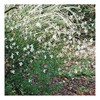 Gaura Seeds - Fluffy Perennial - Marde Ross & Company