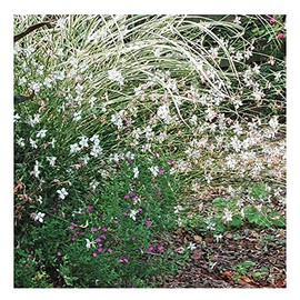 Gaura Seeds - Fluffy Perennial - Marde Ross & Company