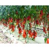 30+ Italian San Marzano Paste Tomato Seeds, Heirloom Non-GMO, Indeterminate,