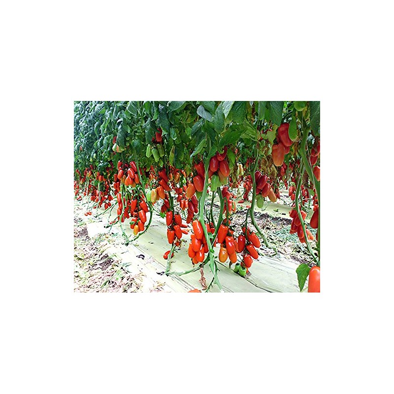 30+ Italian San Marzano Paste Tomato Seeds, Heirloom Non-GMO, Indeterminate,