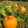Eden Brothers Pumpkin Seeds - Howdens Field Non-GMO Seeds for