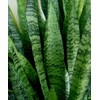 American Plant Exchange Snake Plant–Medium 6-Inch Pot Green Sansevieria Zeylanica,