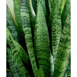 American Plant Exchange Snake Plant–Medium 6-Inch Pot Green Sansevieria Zeylanica, Low-Maintenance, Air-Purifying Live Houseplant for Home, Office, or Outdoor Garden Décor–Great Gift for Plant Lovers