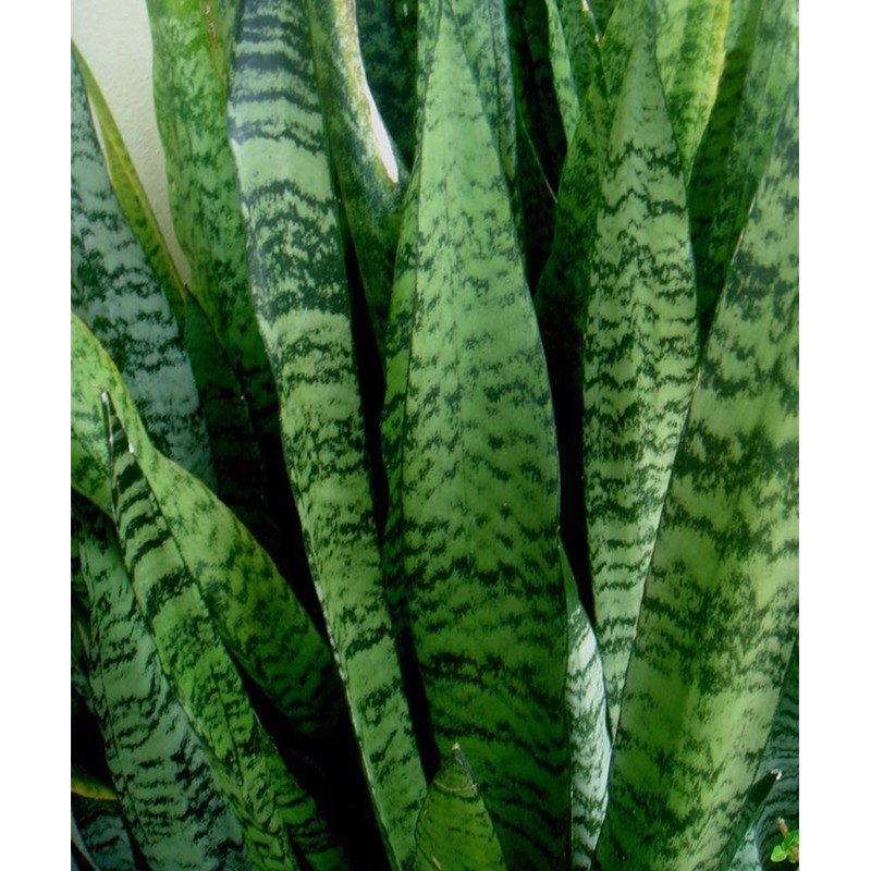 American Plant Exchange Snake Plant–Medium 6-Inch Pot Green Sansevieria Zeylanica,