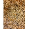 Catalpa, Southern Catalpa Tree Seeds, (For Raising Catalpa Worms) Catfish