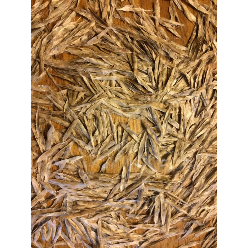 Catalpa, Southern Catalpa Tree Seeds, (For Raising Catalpa Worms) Catfish