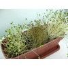 Buckwheat Seeds (15.9 oz (450 g), Made in Hokkaido, Cultivable,