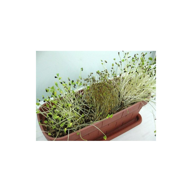 Buckwheat Seeds (15.9 oz (450 g), Made in Hokkaido, Cultivable,