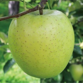 Santiam Nursery Japanese Aomori Orin Apple tree , Green Dragon Apple, bare root,