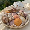 Geelin 35 Pcs Large Sea Shells Mixed Beach Seashells 35