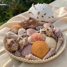 Geelin 35 Pcs Large Sea Shells Mixed Beach Seashells 35 Kinds 0.8"-3.5" Various Sizes Natural Seashell Starfish Ocean Shells Conch for DIY Crafts Vase Fillers Beach Party Fish Tank Wedding Home Decor