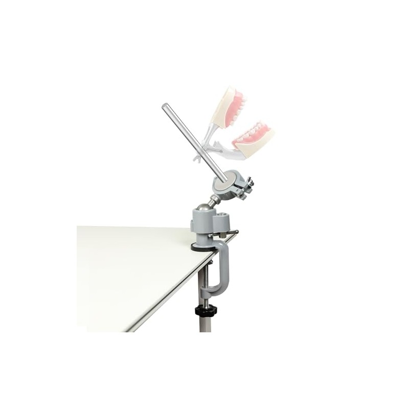 Typodont - Soporte de entrenamiento para modelo de dientes de
