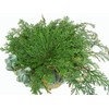 CircuitOffice Resurrection Plant Hydrophile Jericho Rose Plant