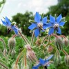 Outsidepride Blue Borage Seeds for Planting – 1 oz. Annual,