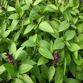 1000 Siam Queen Thai Basil Seeds Heirloom Garden Planting Herb - Non-GMO - Always Fresh Seeds! - Planting Seeds for Home Vegetable Herb Garden
