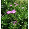 Happy Garden 6 Fresh Cuttings Ice Plant, Purple Pink Color,