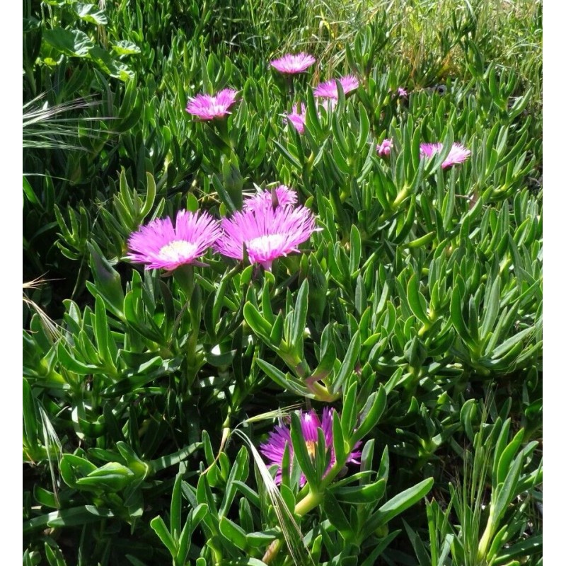 Happy Garden 6 Fresh Cuttings Ice Plant, Purple Pink Color,