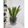 American Plant Exchange Snake Plant – Medium 6-Inch Pot Yellow