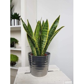 American Plant Exchange Snake Plant – Medium 6-Inch Pot Yellow Sansevieria Trifasciata, Drought-Tolerant, Air-Purifying Live Houseplant for Home, Office, or Outdoor Patio Garden Décor