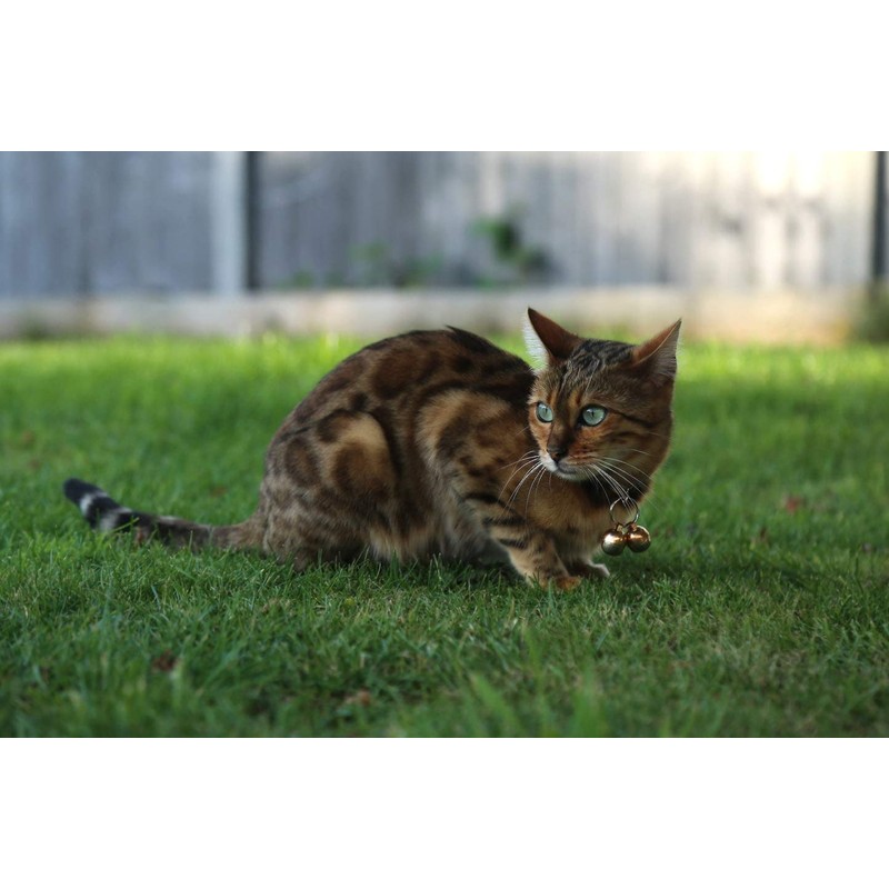 Beau's Bells 2 Extra Loud Cat & Dog Bells |