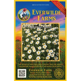 Everwilde Farms - 2000 Creeping Daisy Wildflower Seeds - Gold Vault Jumbo Seed Packet