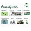 Alga Spirulina Máxima Orgánica 500 Bolitas Espirulina 3pack