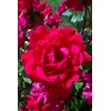 Root 98 Warehouse Knockout Double Red Rose, 1g