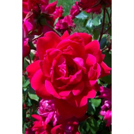 Root 98 Warehouse Knockout Double Red Rose, 1g