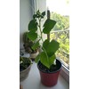22Day Seeds: Seeds Self-Pollinated Cucumber Indoor F1 / Indoor /