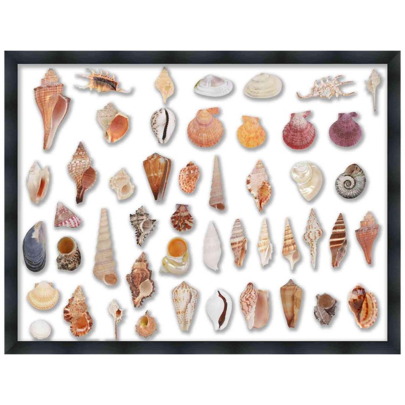 24x30 Shadow Box Black Solid Wood Display Frame | 2