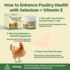 Selenium and Vitamin E Powder for Chickens – Boost Immunity,